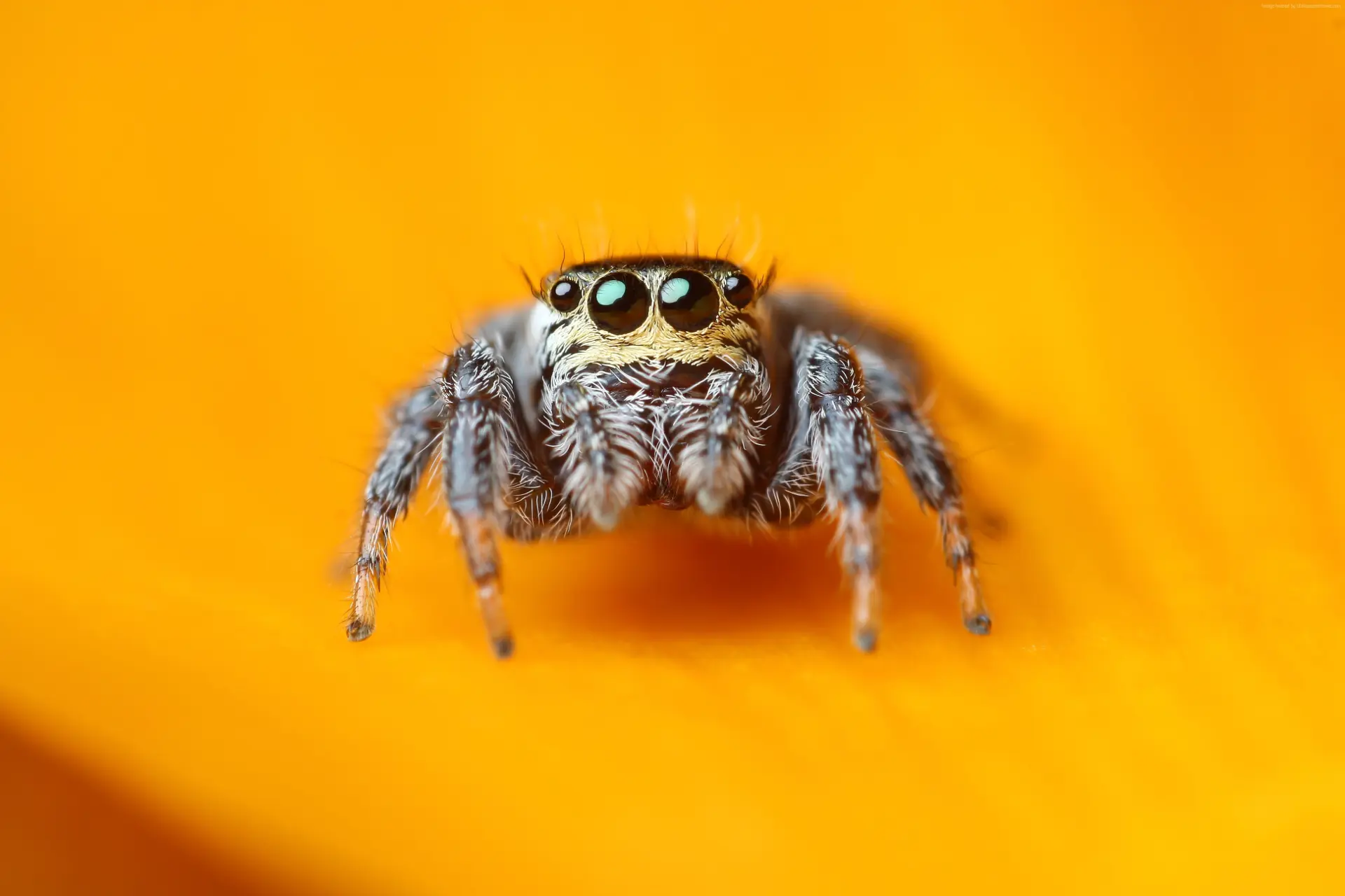 A jumping spider with striking eyes on a warm orange background