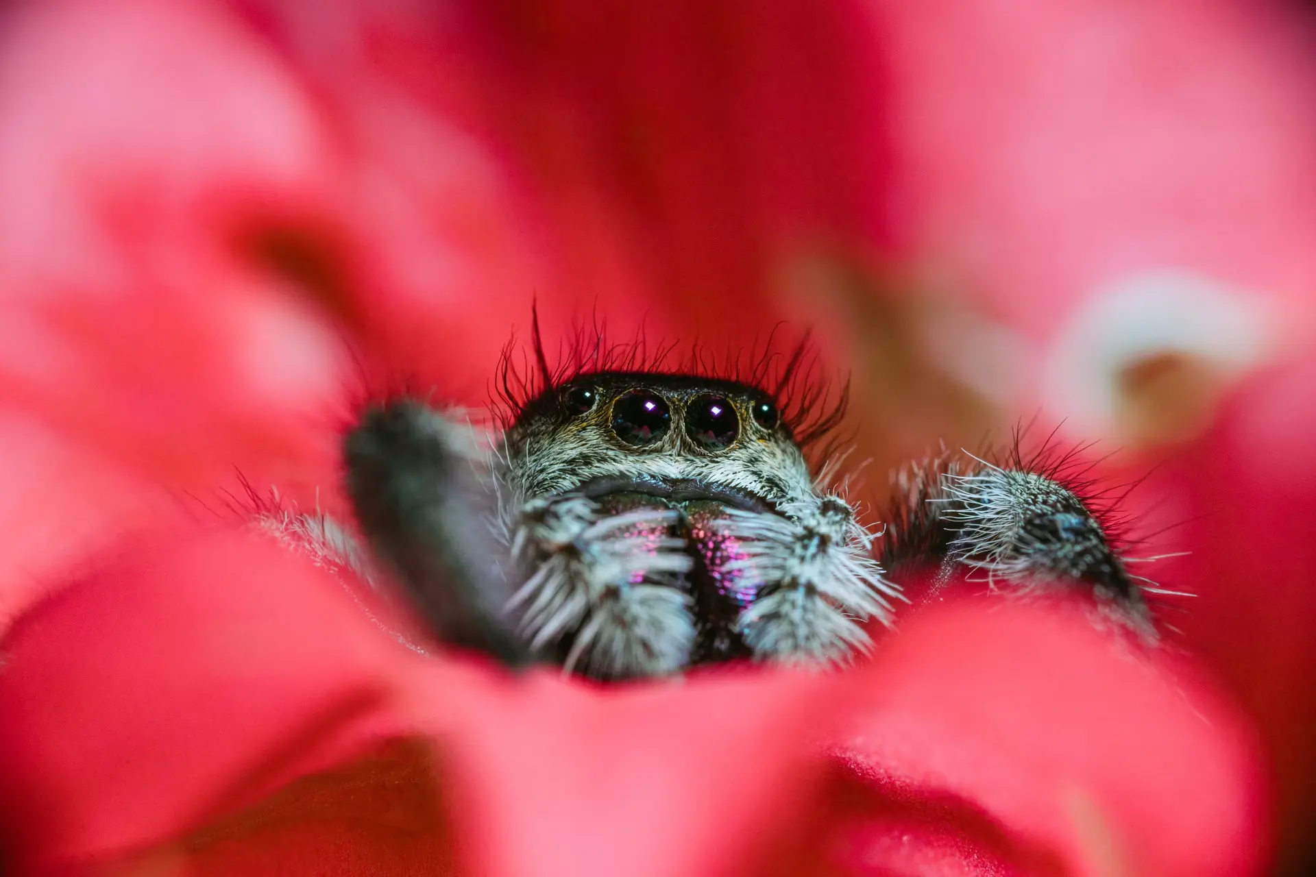 A jumping spider peeking out from bright red petals