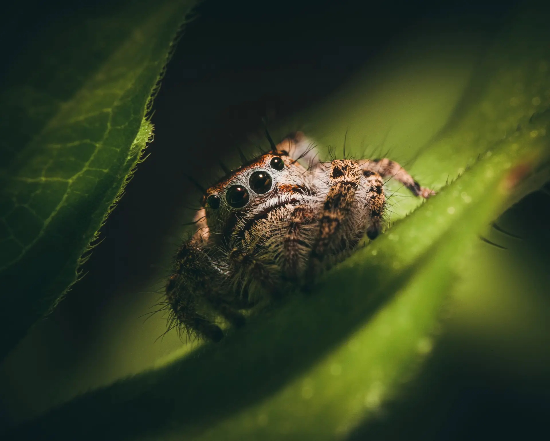 A jumping spider resting on a dark green leaf