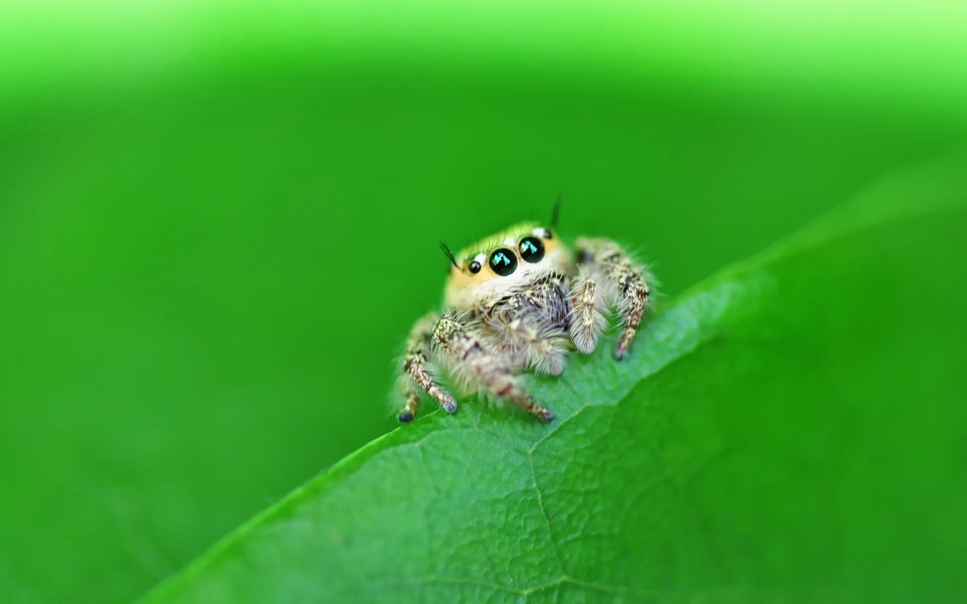 A close-up of a curious jumping spider on a green leaf