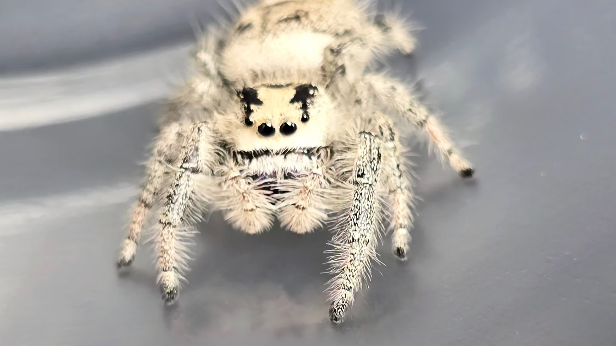 Close-up of a fuzzy tan jumping spider, used to illustrate the care guide
